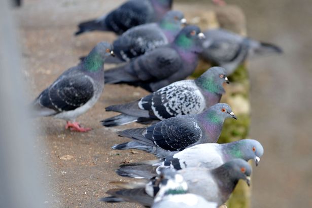 Pigeons