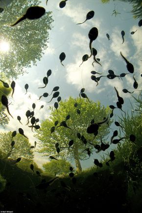 Tadpoles