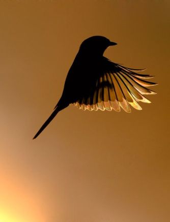 The Second to last Bird of Sunset