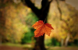 An Autumn Leaf