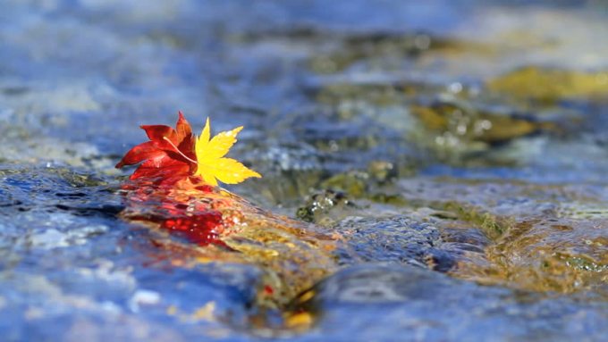 Leaves Float Away