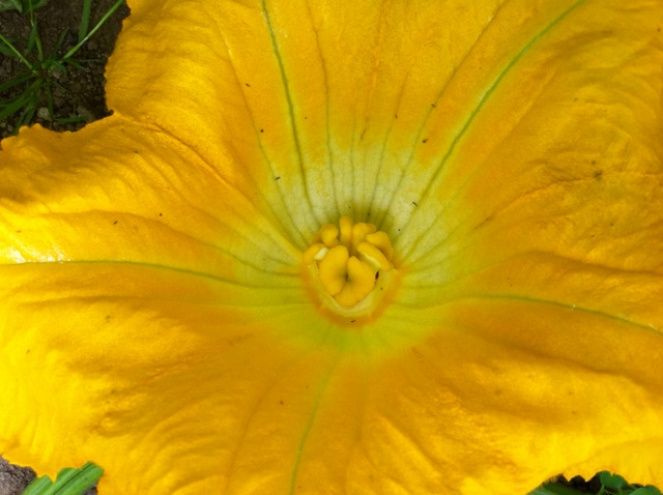 Pumpkin Flower