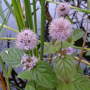 Water mint