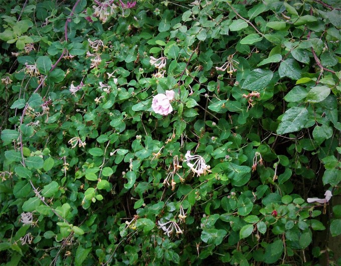 Honeysuckle Storm