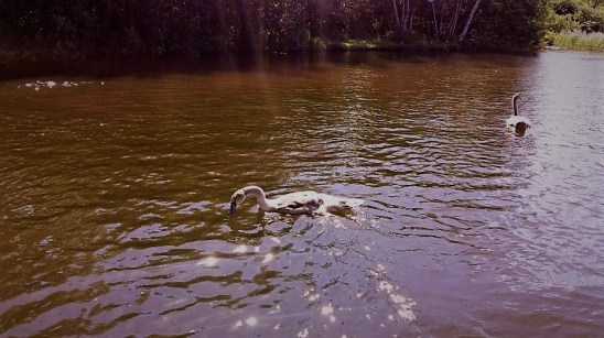 Waiting for Autumn Haku