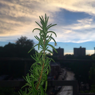 Wild Memories by Magaly