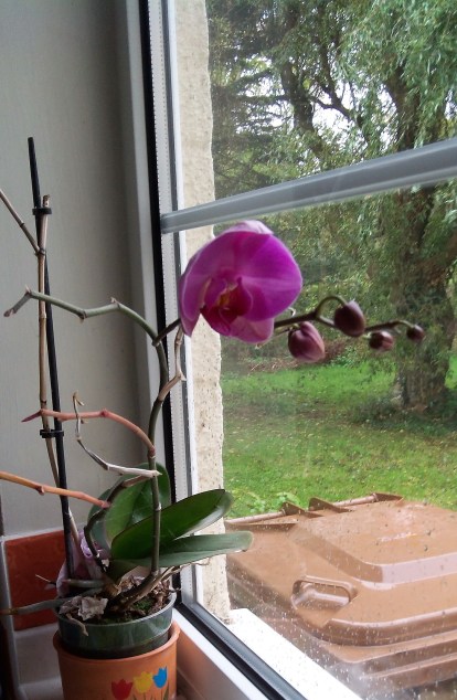 Beauty on a Rainy Day