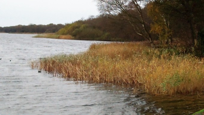 Reedbed