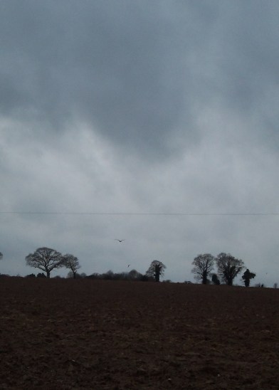 Snapshot of Christmas Day