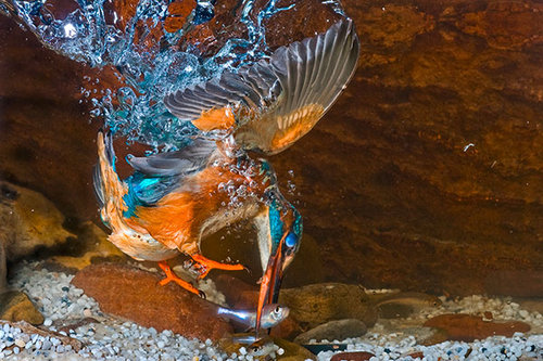 Pic: Naturfoto-Online/Alamy