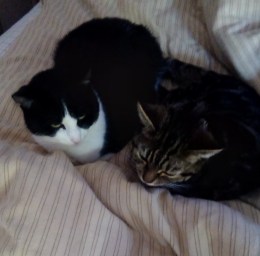 Cats and Telephones 2