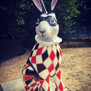 Image result for harlequin norwich hares 2018