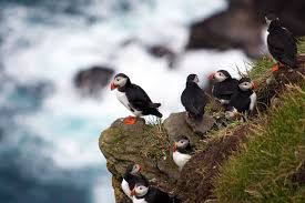 Puffins