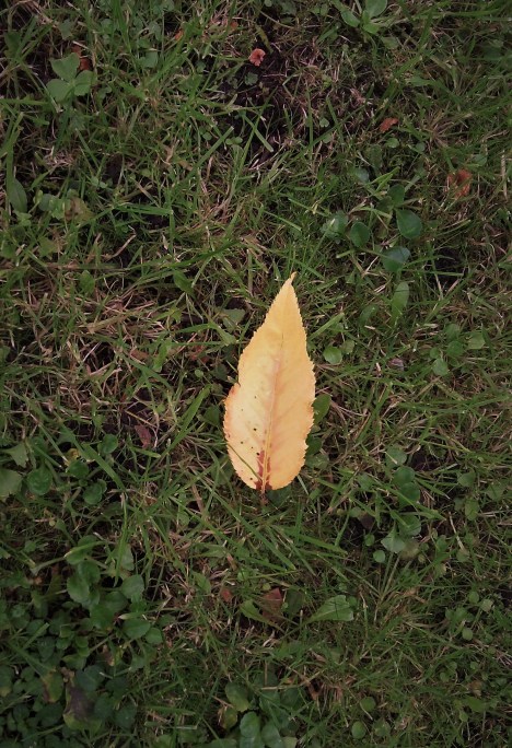 Leaf