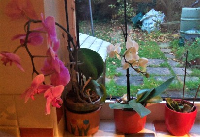 Orchids
