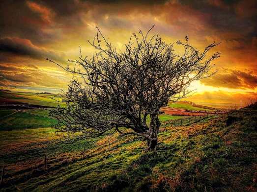 Image result for Beltane hawthorn at sunset