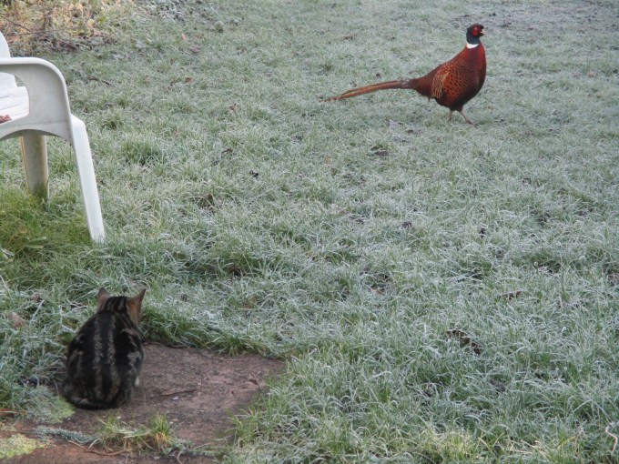Fearless Pheasant.JPG