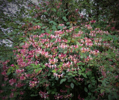 Honeysuckle 1