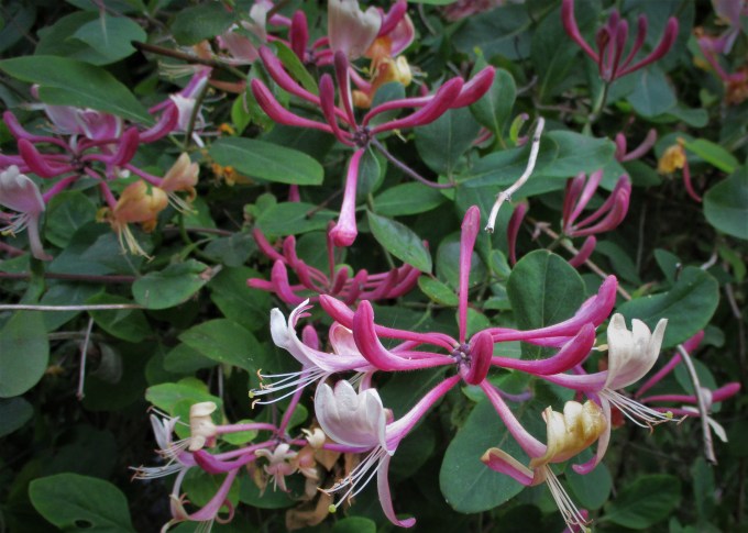 Honeysuckle 2