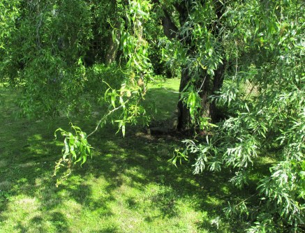 Cosmic Email from the Green Knight